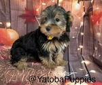Image preview for Ad Listing. Nickname: Tato