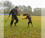 Small #19 Doberman Pinscher