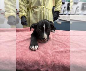 Mutt Dogs for adoption in Woodland, CA, USA