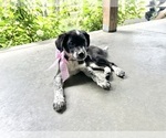 Small #1 Australian Shepherd-Saint Bernard Mix