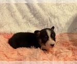 Small Photo #30 American Corgi Puppy For Sale in CANAL WINCHESTER, OH, USA