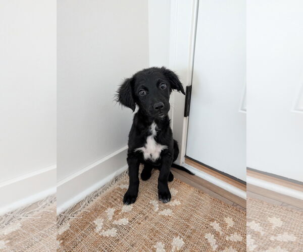 Medium Photo #1 Bordoodle (Miniature) Puppy For Sale in Omaha, NE, USA