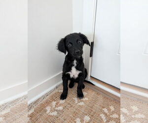 Bordoodle (Miniature) Dogs for adoption in Omaha, NE, USA