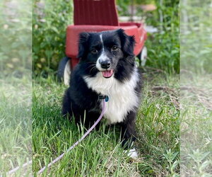 Australian Shepherd Dogs for adoption in St. Louis Park, MN, USA