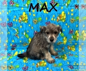 Schnoodle (Miniature) Puppy for sale in HARTLAND, MN, USA