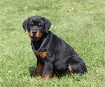 Small Photo #3 Rottweiler Puppy For Sale in SUGARCREEK, OH, USA