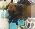 Small #1 Black Mouth Cur-German Shepherd Dog Mix
