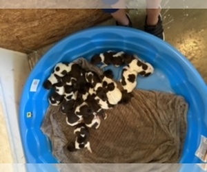 German Shorthaired Pointer Puppy for sale in DUNLAP, TN, USA