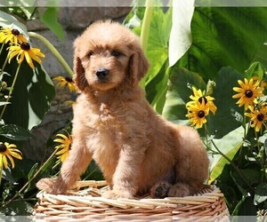Goldendoodle-Poodle (Miniature) Mix Puppy for sale in FREDERICKSBG, OH, USA