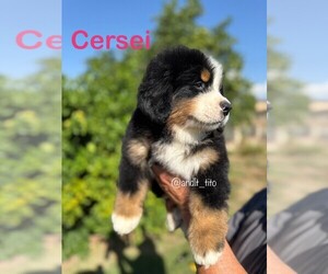 Bernese Mountain Dog Puppy for sale in NUEVO, CA, USA