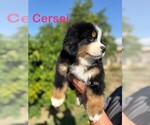 Small Bernese Mountain Dog