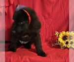 Small #8 Newfoundland