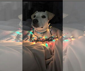 Mutt Dogs for adoption in Winter, WI, USA