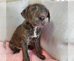 Small Photo #2 Mutt Puppy For Sale in Clarksville, AR, USA