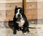 Small American Staffordshire Terrier Mix