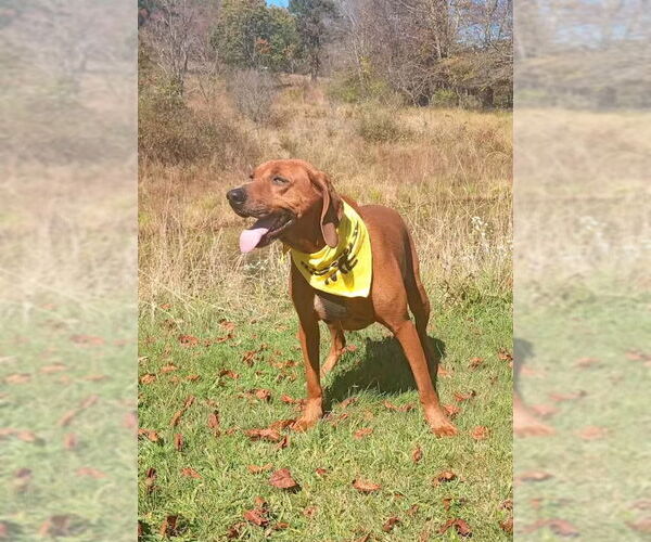 Medium Photo #4 Redbone Coonhound Puppy For Sale in Monterey, VA, USA