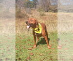 Small #3 Redbone Coonhound