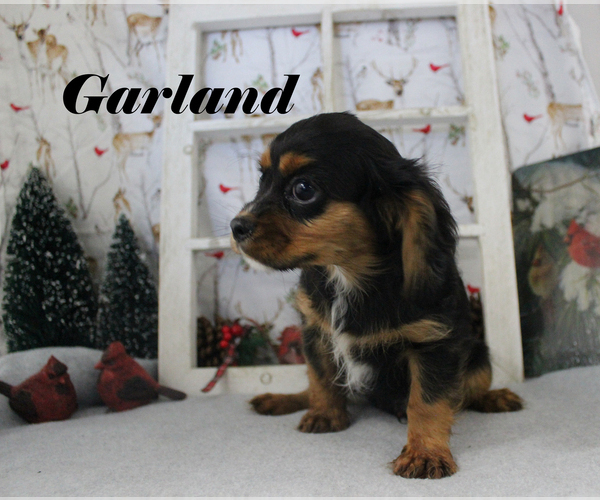 Medium Photo #71 Cavalier King Charles Spaniel Puppy For Sale in CHANUTE, KS, USA
