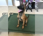 Small Photo #2 Belgian Malinois Puppy For Sale in APPLE VALLEY, CA, USA