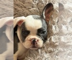 Puppy Lulu French Bulldog