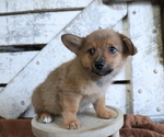 Small Photo #4 Pembroke Welsh Corgi-Pomeranian Mix Puppy For Sale in HONEY BROOK, PA, USA