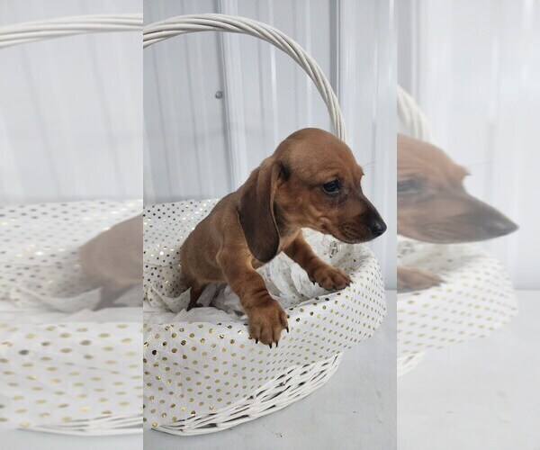 Medium Photo #10 Dachshund Puppy For Sale in GREENWOOD, WI, USA