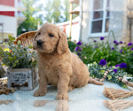 Puppy Trigger Goldendoodle
