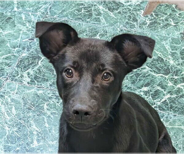 Medium Photo #1 Mutt Puppy For Sale in Anniston, AL, USA