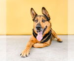 Small German Shepherd Dog