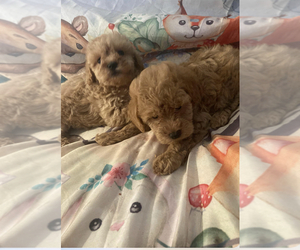 Maltese-Poodle (Toy) Mix Puppy for Sale in VENETA, Oregon USA