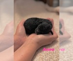 Small Photo #77 Miniature Bernedoodle Puppy For Sale in AUBURNDALE, FL, USA