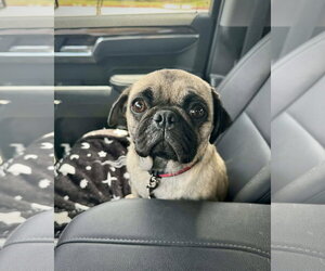 Pug Dogs for adoption in Dumont, NJ, USA