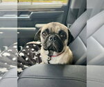 Small Pug