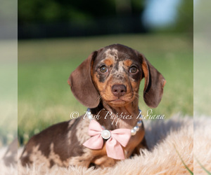 Medium Dachshund