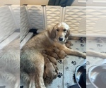 Small Photo #2 Golden Retriever Puppy For Sale in MILES, TX, USA