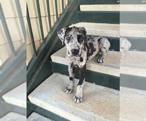 Great Dane Puppy for sale in LIMA, OH, USA