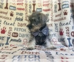 Small #3 Schnauzer (Miniature)