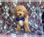 Small #3 Poodle (Miniature)