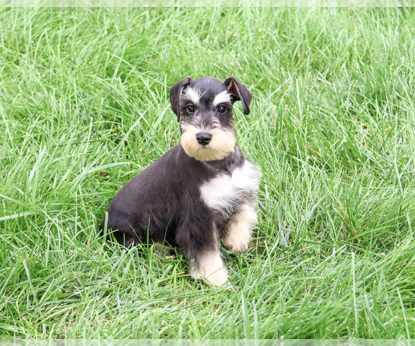 Medium Photo #5 Schnauzer (Miniature) Puppy For Sale in SYRACUSE, IN, USA