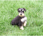 Jeremy - Male Schnauzer (Miniature) Puppy for Sale - Photo #5
