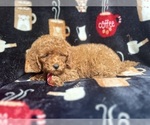 Small #6 Cavapoo