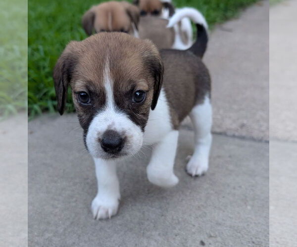 Medium Photo #3 Beagle Puppy For Sale in Brooklyn Center, MN, USA