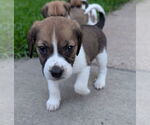 Small #2 Beagle