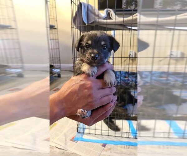 Medium Photo #8 Malchi Puppy For Sale in Pacifica, CA, USA