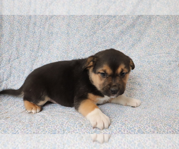 Medium Photo #3 Mutt Puppy For Sale in SHILOH, OH, USA