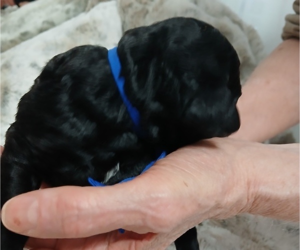 Medium Photo #2 Poodle (Standard)-Schnoodle (Giant) Mix Puppy For Sale in ANDERSON, CA, USA
