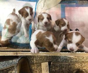 Brittany Puppy for sale in WESTON, WI, USA