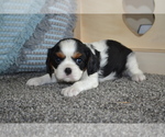 Small #3 Cavalier King Charles Spaniel