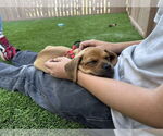 Small #13 Pug Mix