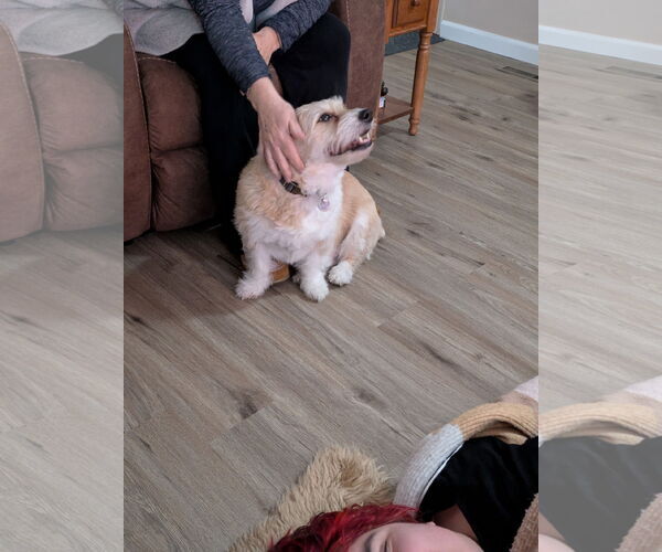 Medium Photo #4 Havanese-Pembroke Welsh Corgi Mix Puppy For Sale in Fort Collins, CO, USA